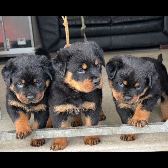 Rottweiler