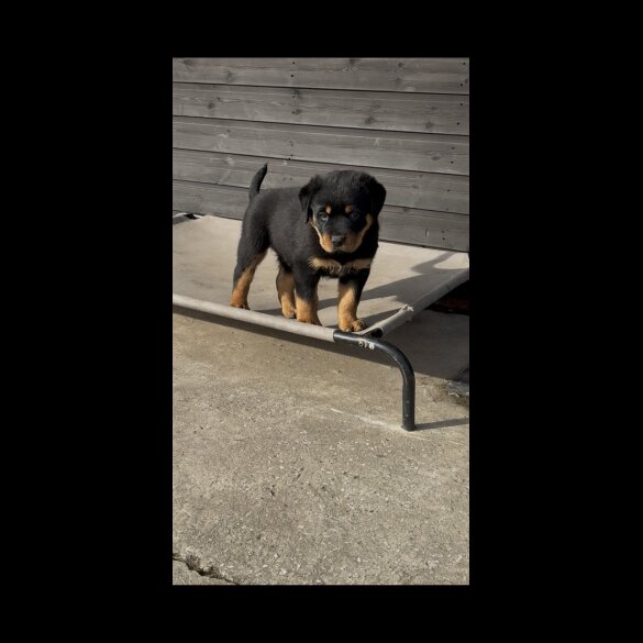 Rottweiler