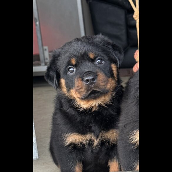 Rottweiler