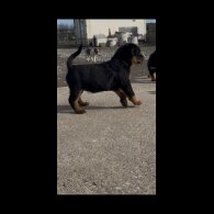 Rottweiler