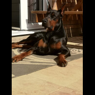 Doberman