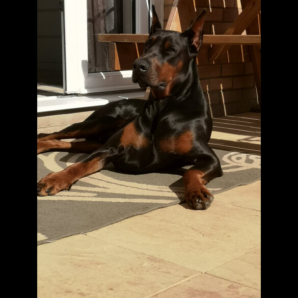Doberman