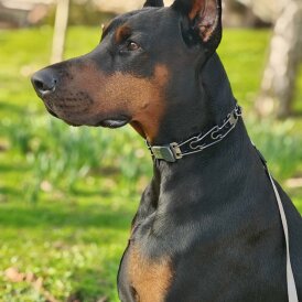 Doberman