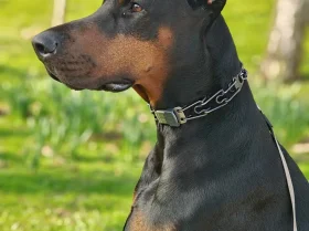 Doberman