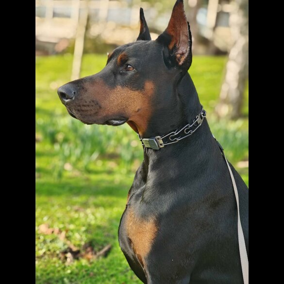 Doberman