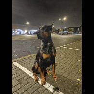Doberman