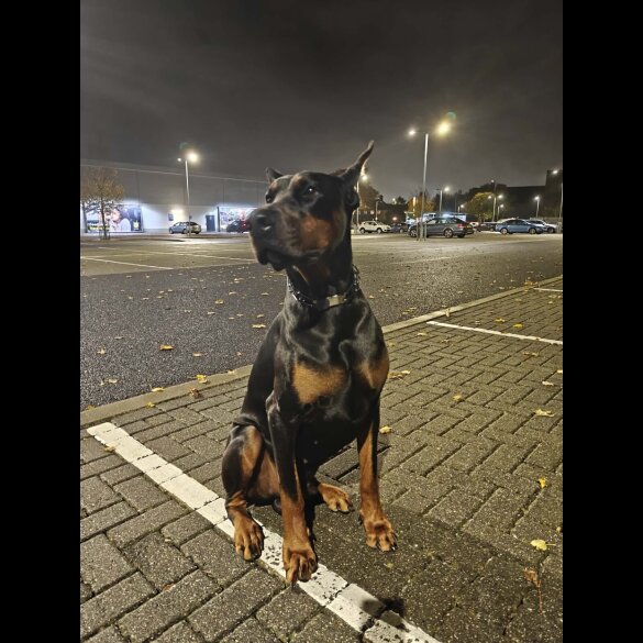 Doberman