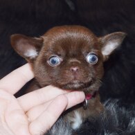Chihuahua