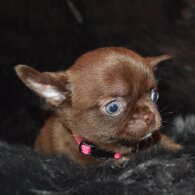 Chihuahua