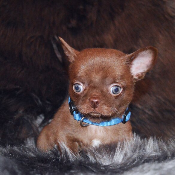 Chihuahua