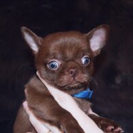 Chihuahua