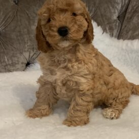 Labradoodle