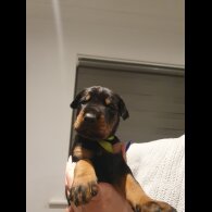 Doberman