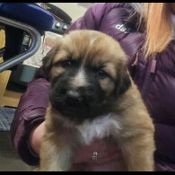 Central Asian Shepherd