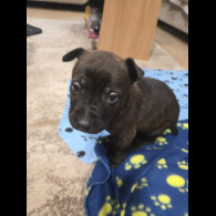 Central Asian Shepherd