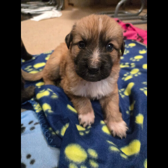 Central Asian Shepherd
