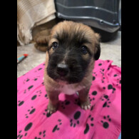 Central Asian Shepherd