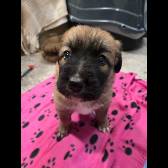 Central Asian Shepherd
