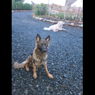 Central Asian Shepherd