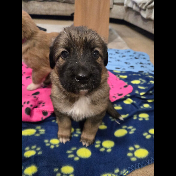 Central Asian Shepherd