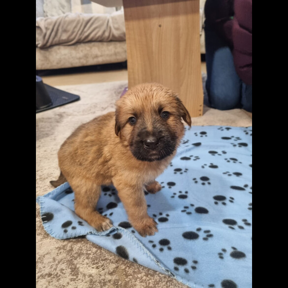 Central Asian Shepherd
