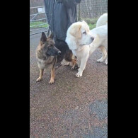 Central Asian Shepherd