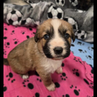 Central Asian Shepherd