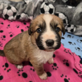 Central Asian Shepherd