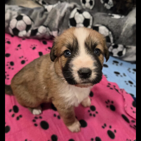 Central Asian Shepherd