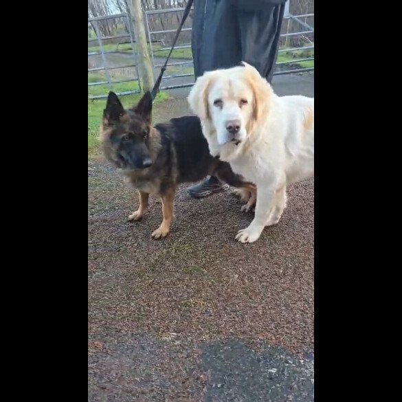 Central Asian Shepherd