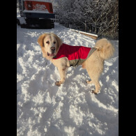Central Asian Shepherd