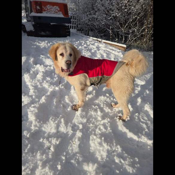 Central Asian Shepherd