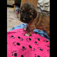 Central Asian Shepherd