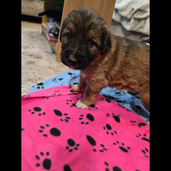 Central Asian Shepherd