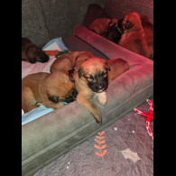 Central Asian Shepherd