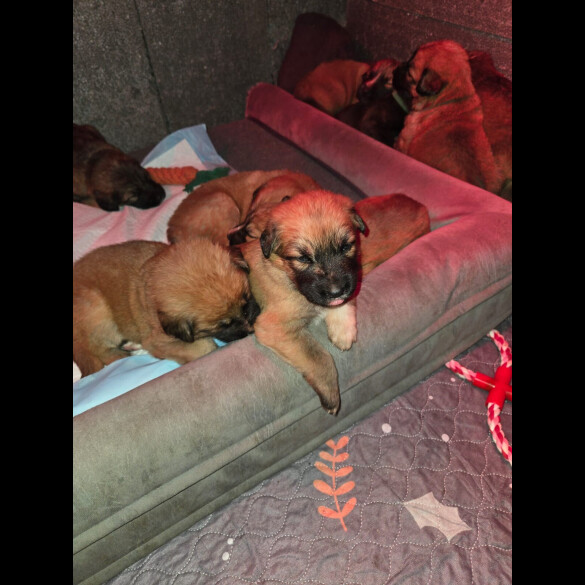 Central Asian Shepherd