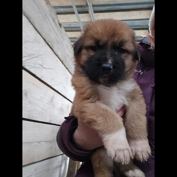 Central Asian Shepherd