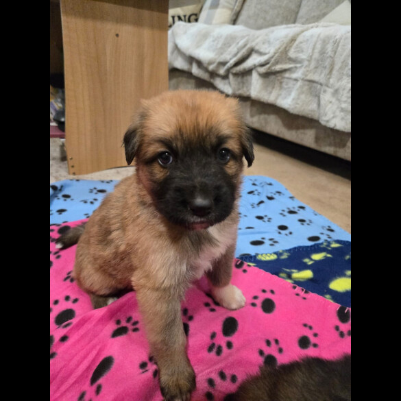 Central Asian Shepherd