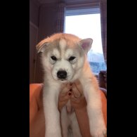 Siberian Husky