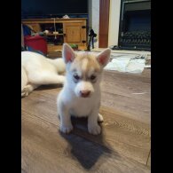 Siberian Husky