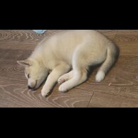 Siberian Husky