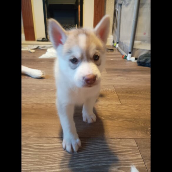 Siberian Husky