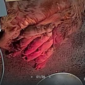 Irish Red and White Setter