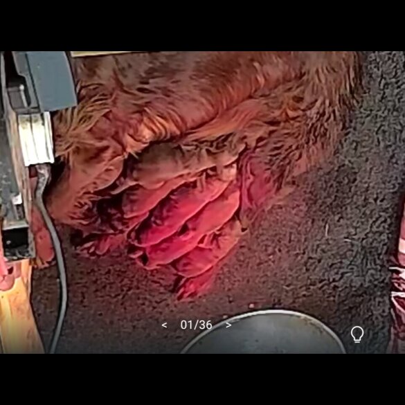 Irish Red and White Setter