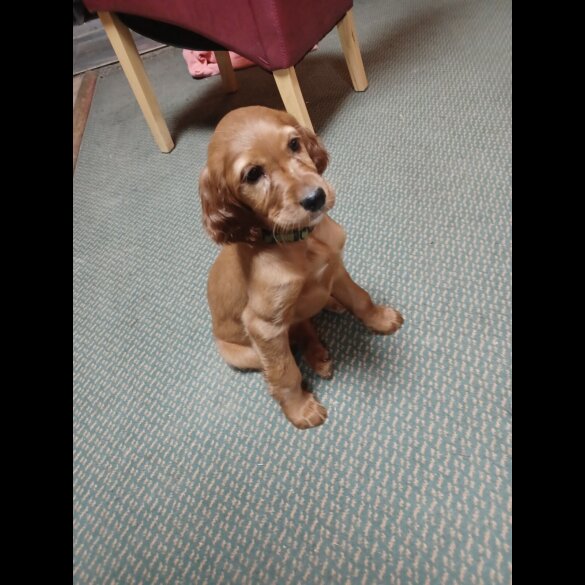 Irish Red and White Setter