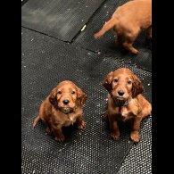 Irish Red and White Setter