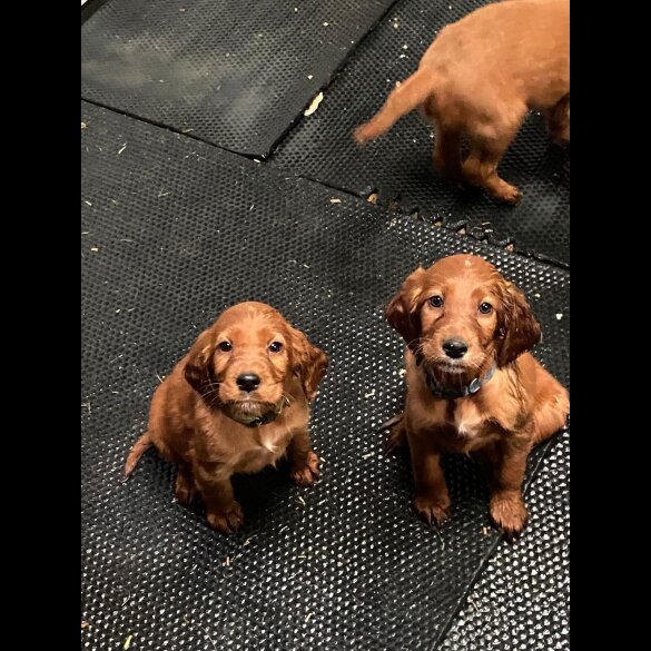 Irish Red and White Setter