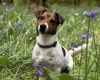Jack Russell