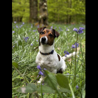 Jack Russell