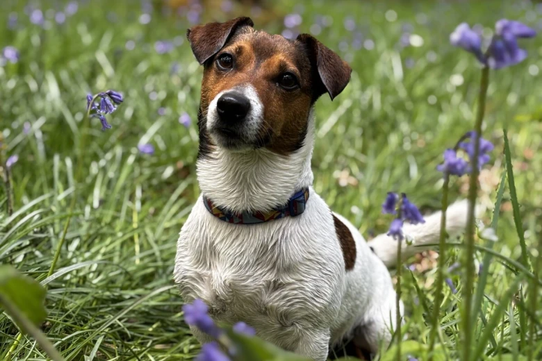 Jack Russell